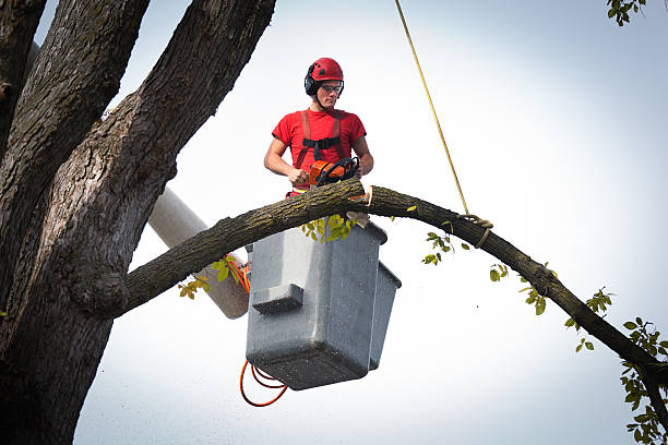 Best Commercial Tree Removal  in USA